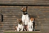 BASENJI 183